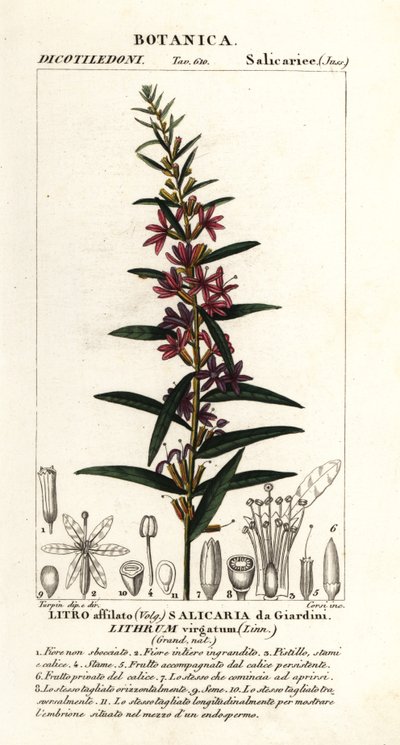 Europeisk trollstav loosestrife, Lythrum virgatum av Stanghi Stanghi