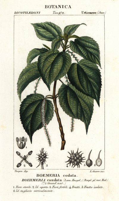 Falsk nässla, Boehmeria caudata av Stanghi Stanghi