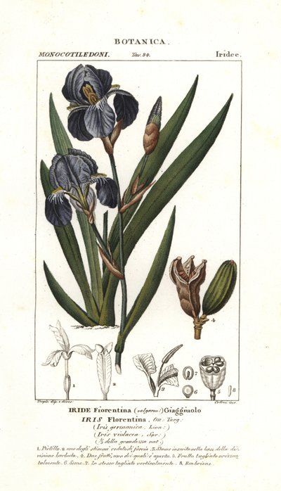 Florentinsk iris, Iris germanica var florentina av Stanghi Stanghi
