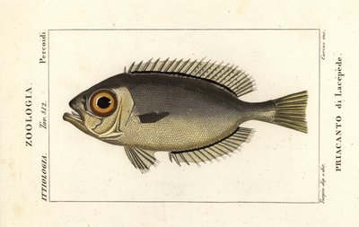Glasöga storögd, Heteropriacanthus cruentatus av Stanghi Stanghi