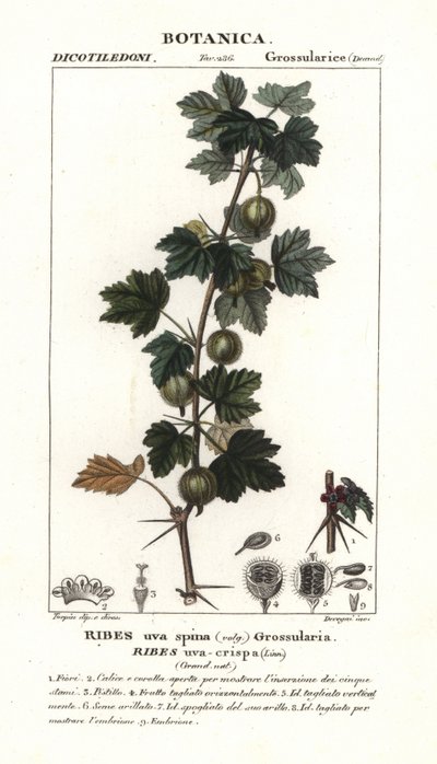 Krusbär, Ribes uva-crispa av Stanghi Stanghi