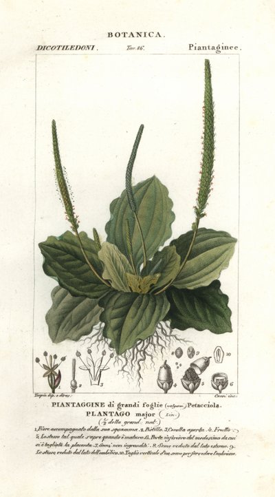 Stor groblad, Plantago major av Stanghi Stanghi