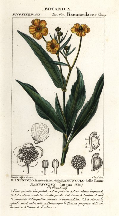 Större spjutört, Ranunculus lingua av Stanghi Stanghi