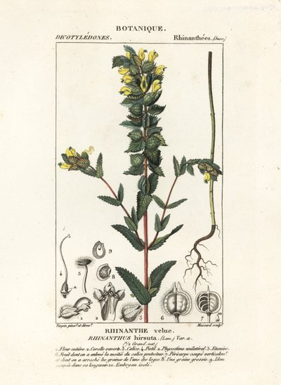 Större gul skallra, Rhinanthus alectorolophus av Stanghi Stanghi