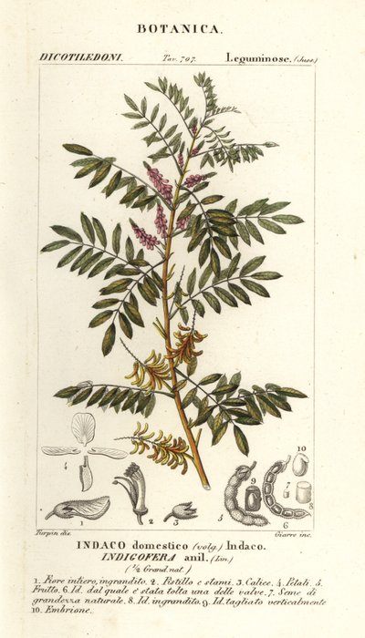 Guatemalansk indigo, Indigofera suffruticosa av Stanghi Stanghi