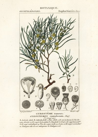 Gyrostemon ramulosus träd av Stanghi Stanghi