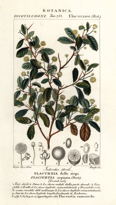 Indisk plommon, Flacourtia indica av Stanghi Stanghi