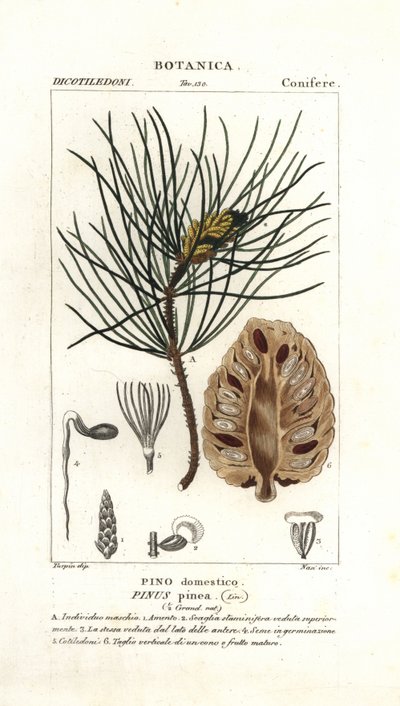Italiensk sten tall, Pinus pinea av Stanghi Stanghi