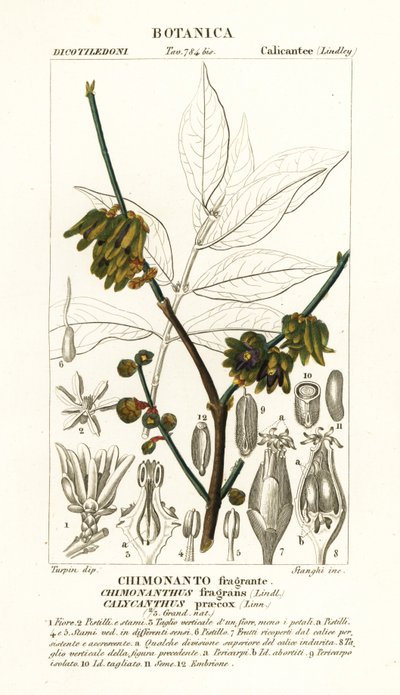 Japansk kryddpeppar, Chimonanthus praecox av Stanghi Stanghi