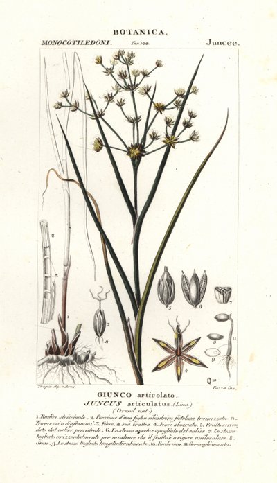 Ledrus, Juncus articulatus av Stanghi Stanghi