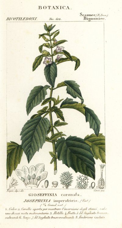 Kejsarinnan Josephine av Stanghi Stanghi