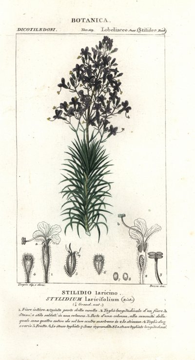 Lärkblad eller trädtriggerplanta, Stylidium laricifolium av Stanghi Stanghi