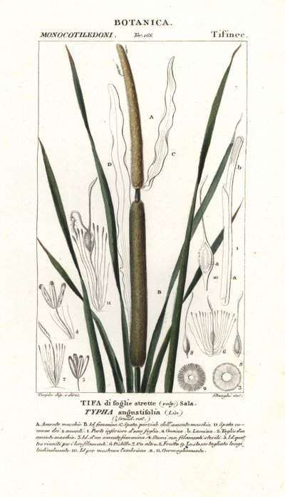 Mindre bulrus, Typha angustifolia av Stanghi Stanghi