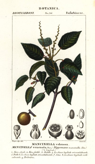 Manchineel eller strandäppelträd, Hippomane mancinella av Stanghi Stanghi