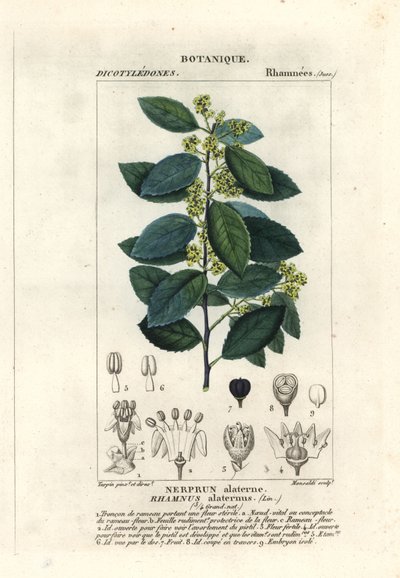 Medelhavs havtorn, Rhamnus alaternus av Stanghi Stanghi