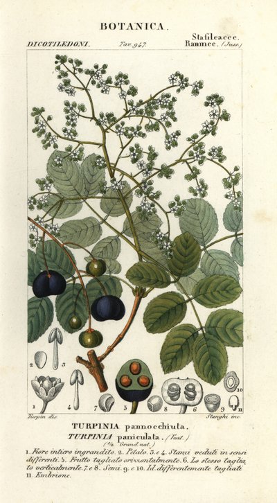 Fårkött, Turpinia occidentalis av Stanghi Stanghi