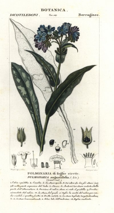 Smalbladig lungört, Pulmonaria angustifolia av Stanghi Stanghi