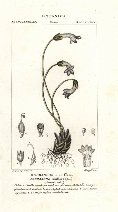 Enblommig kvast, Orobanche uniflora av Stanghi Stanghi