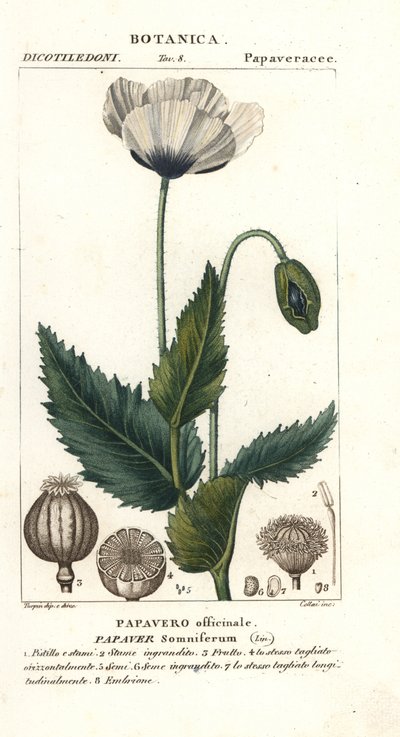Opiumvallmo, Popaver sömnig, Popavero officinale av Stanghi Stanghi