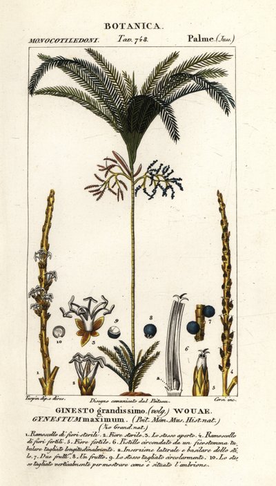 Palmträd, Geonoma maxima av Stanghi Stanghi