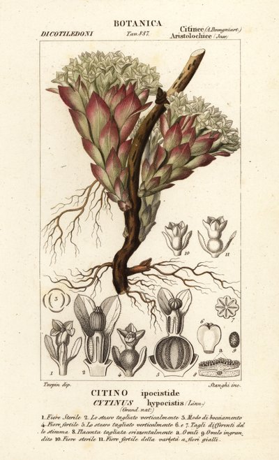 Parasitisk växt, Cytinus hypocistis av Stanghi Stanghi