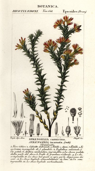 Rosa träskhed, Sprengelia incarnata av Stanghi Stanghi
