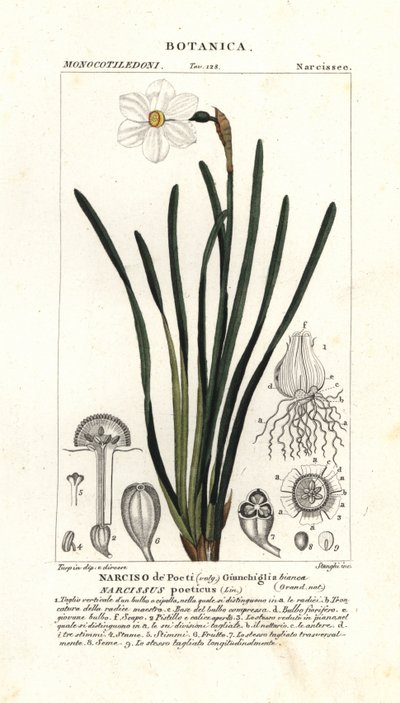 Poetens påsklilja, Narcissus poeticus av Stanghi Stanghi