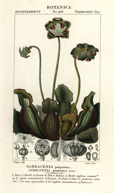Lila kannaväxt, Sarracenia purpurea av Stanghi Stanghi