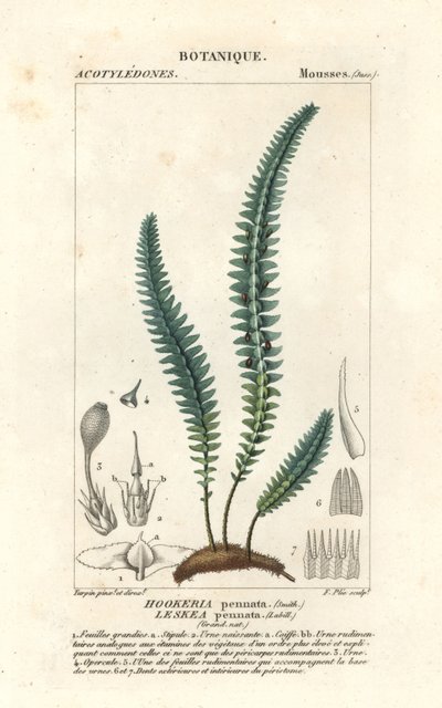 Pengmossa eller falsk ormbunkemossa, Cyathophorum bulbosum av Stanghi Stanghi