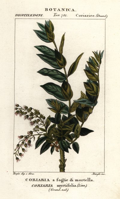 Redoulträd, Coriaria myrtifolia av Stanghi Stanghi