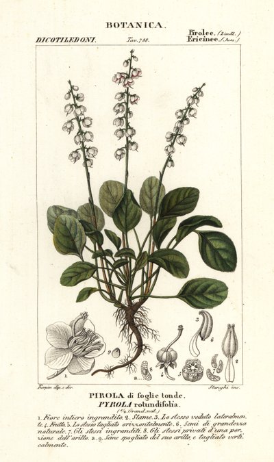 Rundbladig vintergrön, Pyrola rotundifolia av Stanghi Stanghi