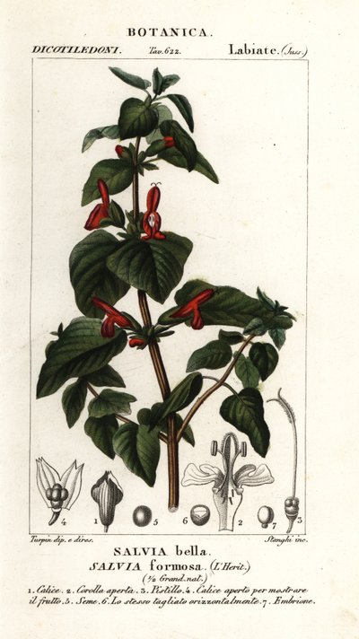 Glansbladig salvia, Salvia formosa av Stanghi Stanghi