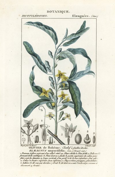 Silverbär eller oleaster, Elaeagnus angustifolia av Stanghi Stanghi