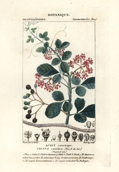 Skedbladsträd, Cissus obovata av Stanghi Stanghi