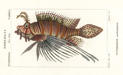 Spotfin lejonfisk, Pterois antennata av Stanghi Stanghi