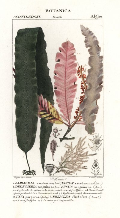Sockerkelp och andra tång av Stanghi Stanghi