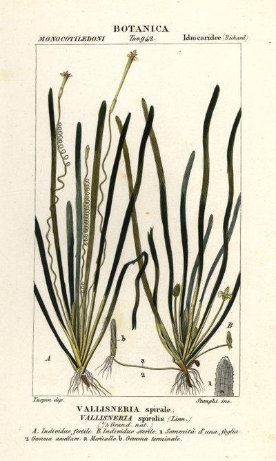 Tapegräs eller ålgräs, Vallisneria spiralis av Stanghi Stanghi