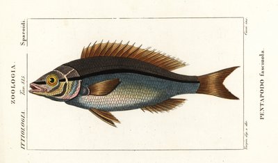Trådbarxen, Pentapodus fasciuola av Stanghi Stanghi