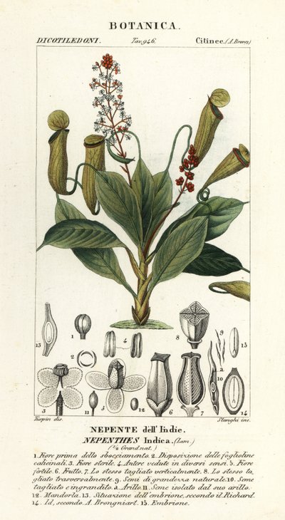 Tropisk kannaväxt, Nepenthes destillatoria av Stanghi Stanghi