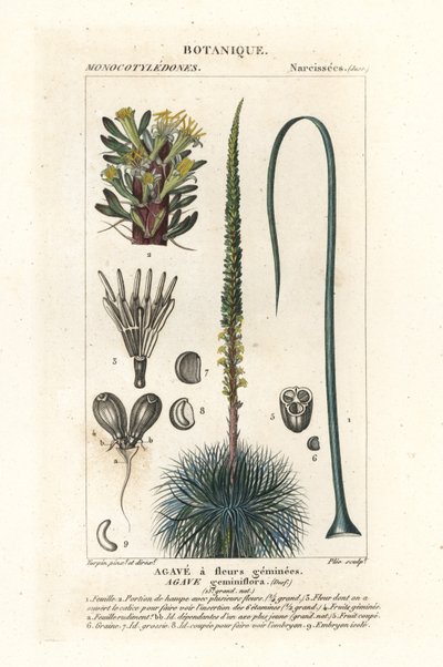 Tvillingblommig agave, Agave geminiflora av Stanghi Stanghi