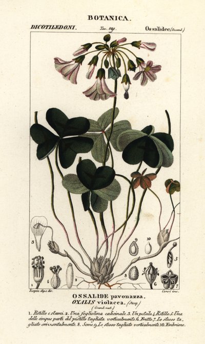 Violskogssort, Oxalis violacea av Stanghi Stanghi
