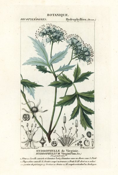 Virginia vattenblad, Hydrophyllum virginianum av Stanghi Stanghi