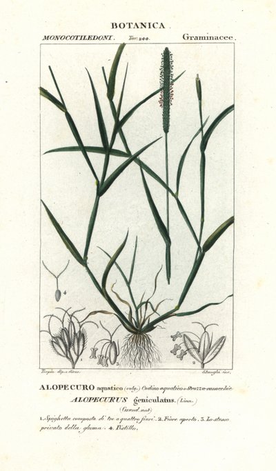 Vattenrävsvans, Alopecurus geniculatus av Stanghi Stanghi