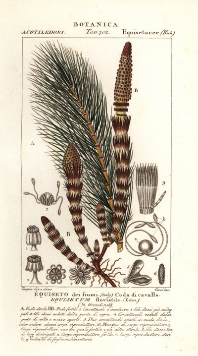Vatten åkerfräken, Equisetum fluviatile av Stanghi Stanghi