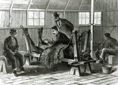 Tar virus från kalven, illustration från 