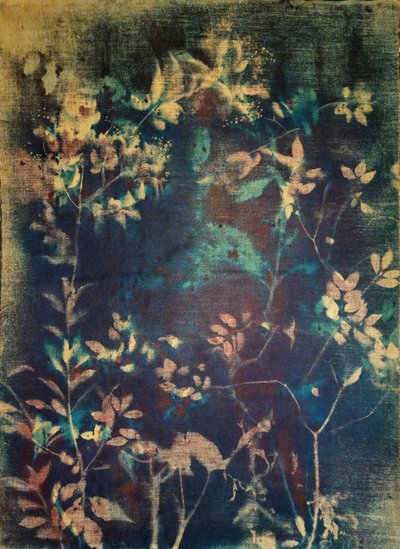 Eteriska blå botaniska motiv av Stefano Mazzolini