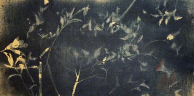 Botanisk studie i indigo av Stefano Mazzolini