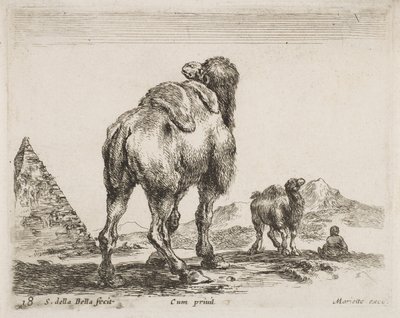 Kamel sedd bakifrån, pub. 1641 från Diversi Animali av Stefano della Bella