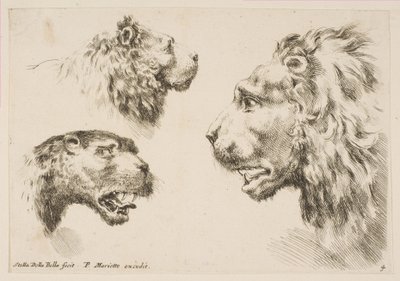 Heads of Three Lions, ca. 1641. av Stefano della Bella