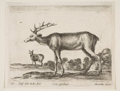 Tallrik 16: hjort, från Diverse djur Diversi animali, ca. 1641. av Stefano della Bella